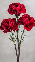 Vibrant Red Carnations in Full Bloom Against a Soft, Neutral Background