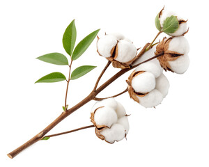 High-resolution cotton branch with fluffy white bolls and green leaves on isolated background. Ideal for eco branding, textile design, organic packaging, agriculture visuals, and natural themes.