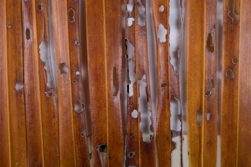Fern leaves drying a golden brown and attacked by insects causing damage and decay