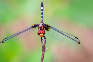 Male Checkered Setwing Dragonfly