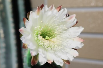 柱サボテン、花、つぼみ、蕾、さぼてんの花、サボテンの花、柱サボテンの花