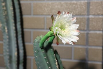 柱サボテン、花、つぼみ、蕾、さぼてんの花、サボテンの花、柱サボテンの花