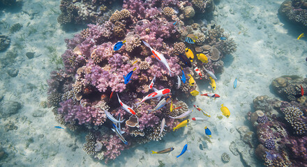 Underwater Ocean Marine Life Coral Reef Tropical Colorful Fish Ecosystem Nature Sealife