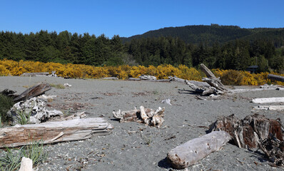Wooden debris on Canadian Pacific beach