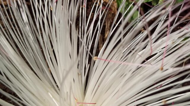 Barringtonia asiatica is a coastal tree with large, fragrant flowers and box-shaped fruits, often found near beaches and mangroves