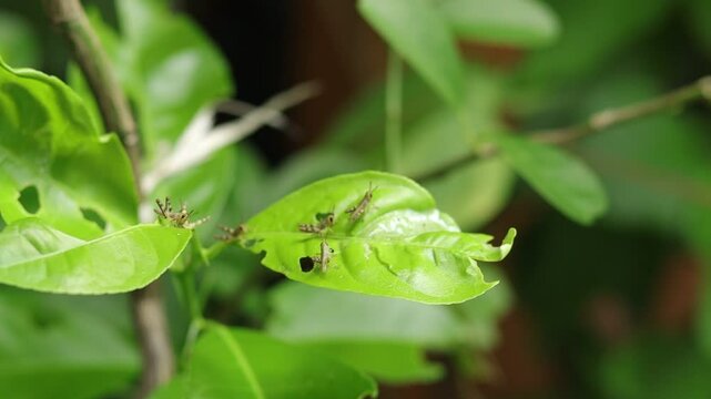 Young grasshoppers perched on orange leaves swaying in the wind
