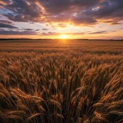 Golden Wheat Field Swaying in the Wind at Sunset