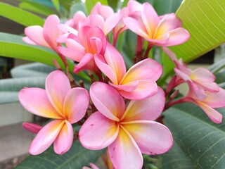 Fototapeta premium Close-up of Plumeria rubra flowers in full bloom with vibrant pink, white, and yellow petals. Lush green leaves and soft daylight enhance natural beauty and floral texture.
