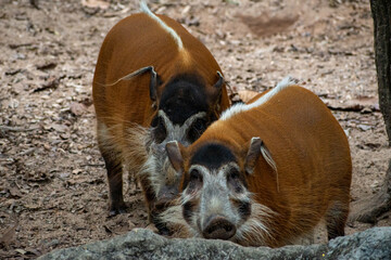 Red river Hog, also known as Bush pig