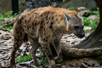 Hyena African mammal