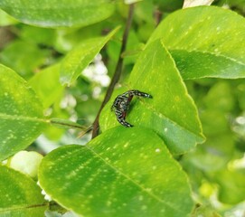 Spider sitting on leaf