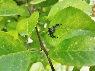 Spider sitting on leaf