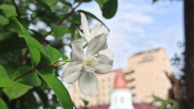 The white Wrightia antidysenterica blooms with simple elegance, often found in tropical gardens as a calming ornamental flower