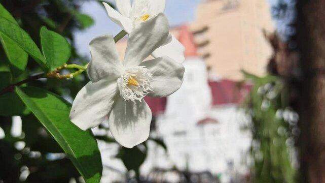 The white Wrightia antidysenterica blooms with simple elegance, often found in tropical gardens as a calming ornamental flower