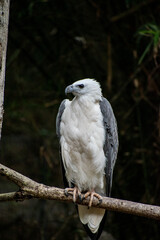 White bellied sea eagle