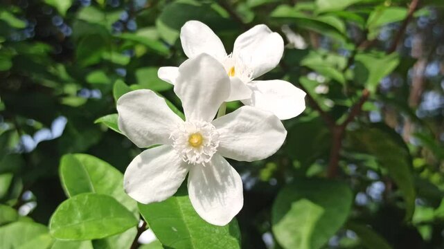 The white Wrightia antidysenterica blooms with simple elegance, often found in tropical gardens as a calming ornamental flower