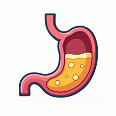 Simplified illustration of a human stomach filled with digestive juices, showing internal anatomy and gastric bubbles