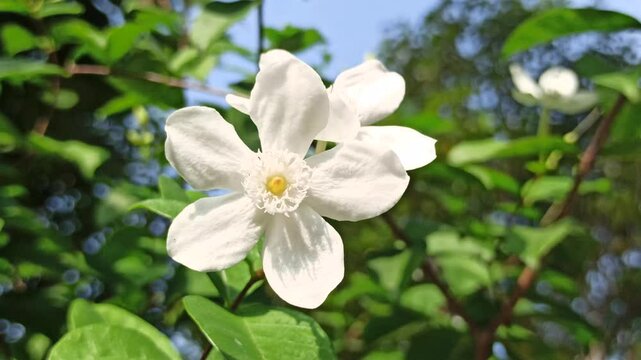 The white Wrightia antidysenterica blooms with simple elegance, often found in tropical gardens as a calming ornamental flower