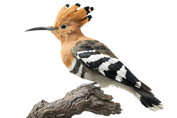 Close up of a hoopoe bird perched on a branch.