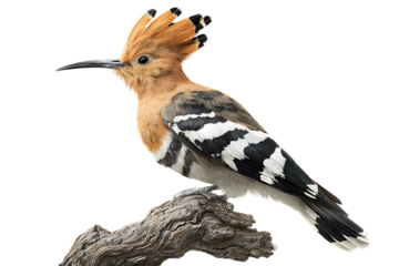 Close up of a hoopoe bird perched on a branch.