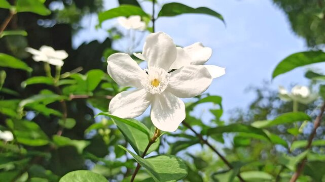 The white Wrightia antidysenterica blooms with simple elegance, often found in tropical gardens as a calming ornamental flower