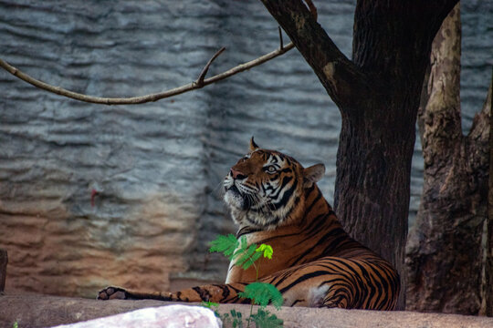 big begal tiger laying down