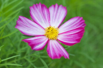 Obraz premium closeup of cosmos flower in a garden