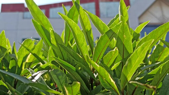 Justicia gendarussa is a medicinal shrub with slender green leaves, often used in traditional herbal remedies and ornamental tropical gardens