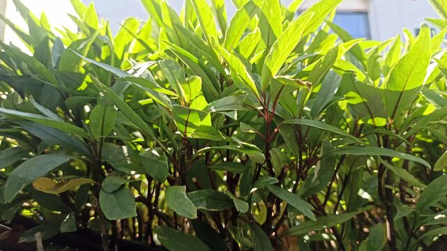 Justicia gendarussa is a medicinal shrub with slender green leaves, often used in traditional herbal remedies and ornamental tropical gardens