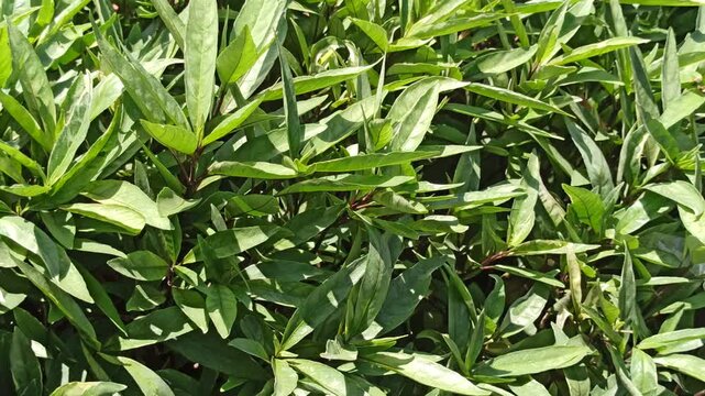Justicia gendarussa is a medicinal shrub with slender green leaves, often used in traditional herbal remedies and ornamental tropical gardens