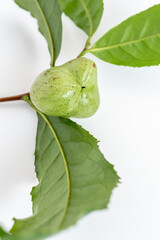 茶の実　お茶の実　お茶の種　白背景