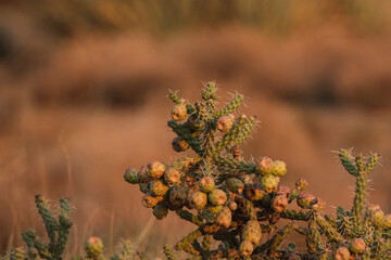 Cholla cactus full of fruit in the warm golden glow of sunrise in the desert