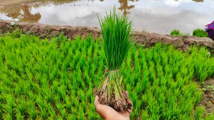 Bundles of vibrant green rice seedlings prepared for transplanting in a muddy paddy field in lao...