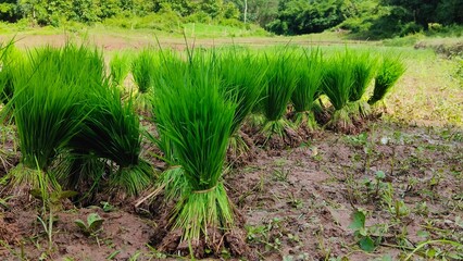 Bundles of vibrant green rice seedlings prepared for transplanting in a muddy paddy field in lao.