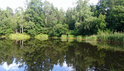 夏の静かな森の池に映る緑豊かな木々と青空、手つかずの自然が織り成す穏やかで澄んだ水面の風景

