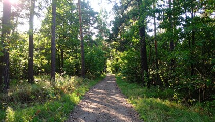 真夏の森林の小径に差し込む黄金色の陽光が葉を透かし、穏やかで静かな雰囲気が広がる自然豊かな癒しの風景

