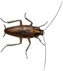 Highly detailed illustration of a German cockroach (Blattella germanica), showing its slender body, long antennae, and light brown coloring with distinct parallel stripes behind the head. 