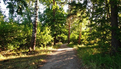 Fototapeta premium 真夏の森林の小径に差し込む黄金色の陽光が葉を透かし、穏やかで静かな雰囲気が広がる自然豊かな癒しの風景