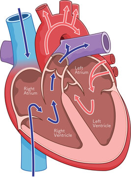 心臓の断面のイラスト Cross section of the heart