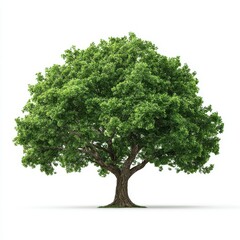 Obraz premium Lush Green Tree Isolated on White Background