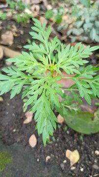 Cosmos caudatus, also known as ulam raja or kenikir, is a leafy herb with a unique aroma, used in traditional dishes and herbal remedies
