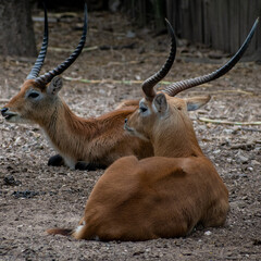 Kobus Leche or red lechwe