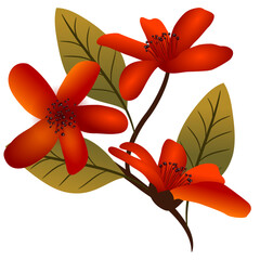 Branch with bright red branches of bombax ceiba on white background, vector image