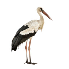 Obraz premium A majestic white stork standing in front of a transparent background.