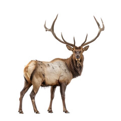 Elk full body isolate on transparent background