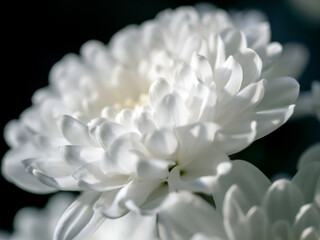delicate white fragile chrysanthemum petals on a blurred background