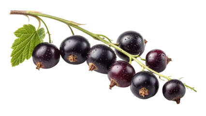 Fresh black currant berries on the branch delicious and healthy fruit antioxidant rich super food isolated