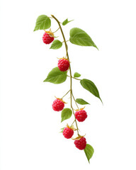 Fototapeta premium Fresh raspberries hanging on branch with green leaves, showcasing vibrant red color and natural beauty.