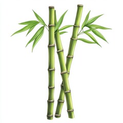 Bamboo Stalks with Green Leaves Isolated on White Background