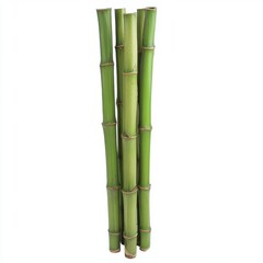 Obraz premium Fresh Green Bamboo Sticks Vertically Arranged on a White Background